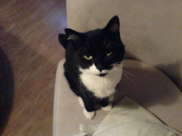 Huskat R.I.P Mille billede 6