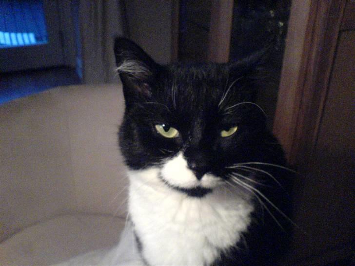 Huskat R.I.P Mille billede 7