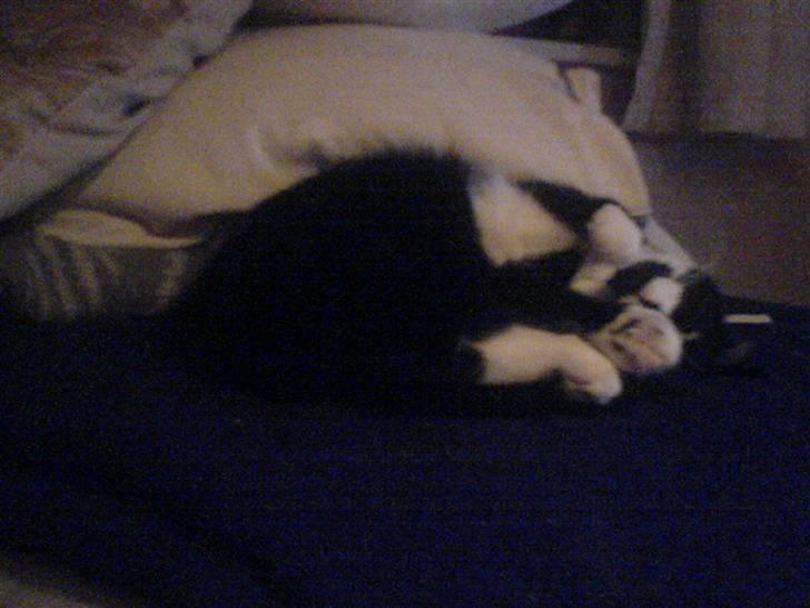 Huskat R.I.P Mille billede 8