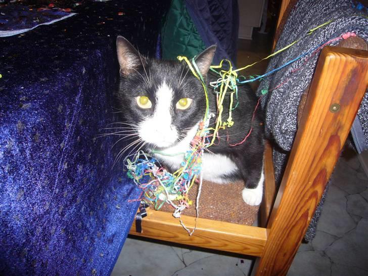 Huskat Nybo's Chap * R.I.P * - Katten nytårs aften !<3 billede 13