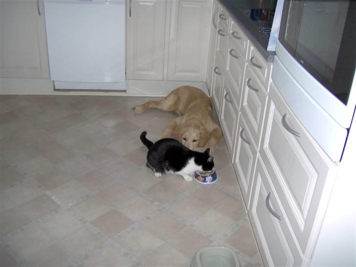 Huskat buller billede 16