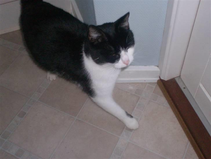 Huskat buller billede 17