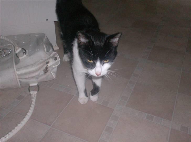 Huskat buller billede 18