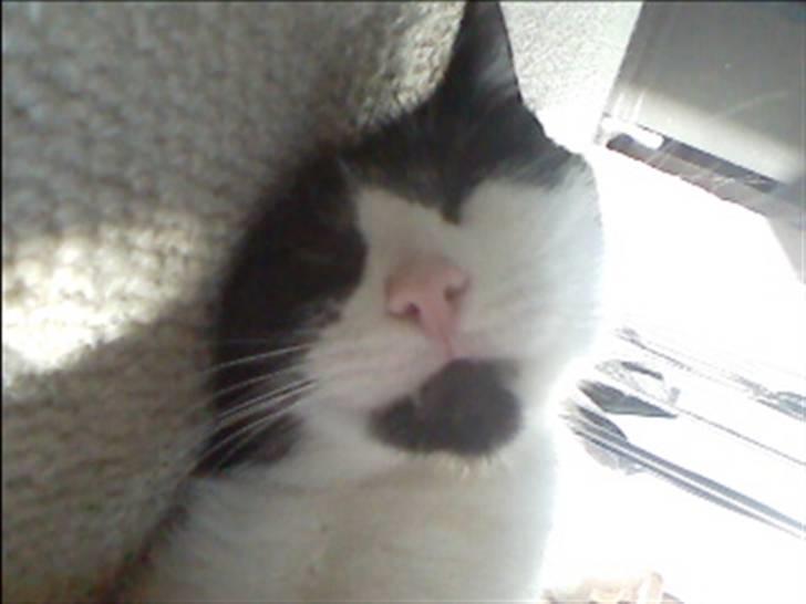 Huskat buller billede 19