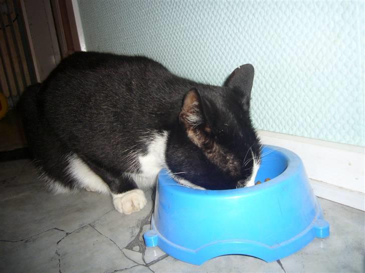 Huskat Nybo's Chap * R.I.P * - Han yngling beskeftigelse <33 billede 14