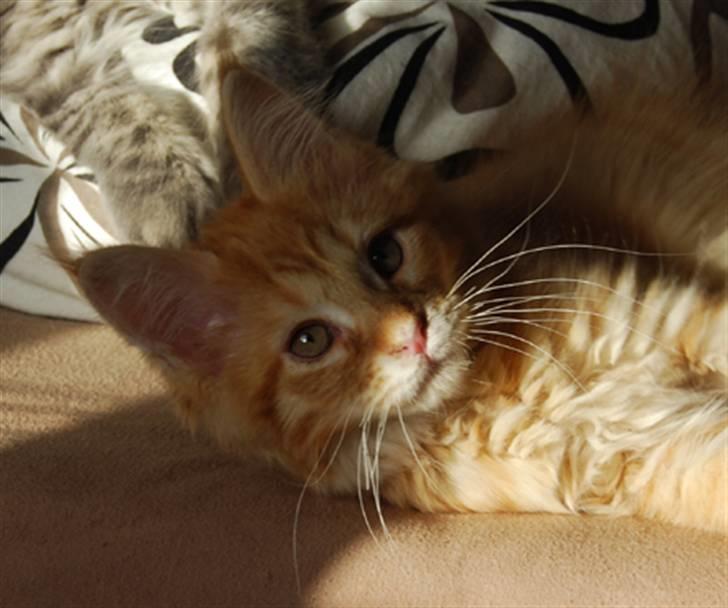 Maine Coon Vingsted´s Cassanova billede 1