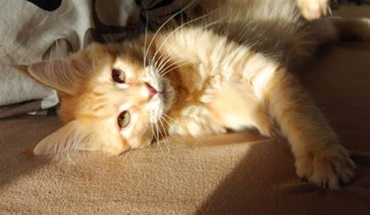 Maine Coon Vingsted´s Cassanova billede 2