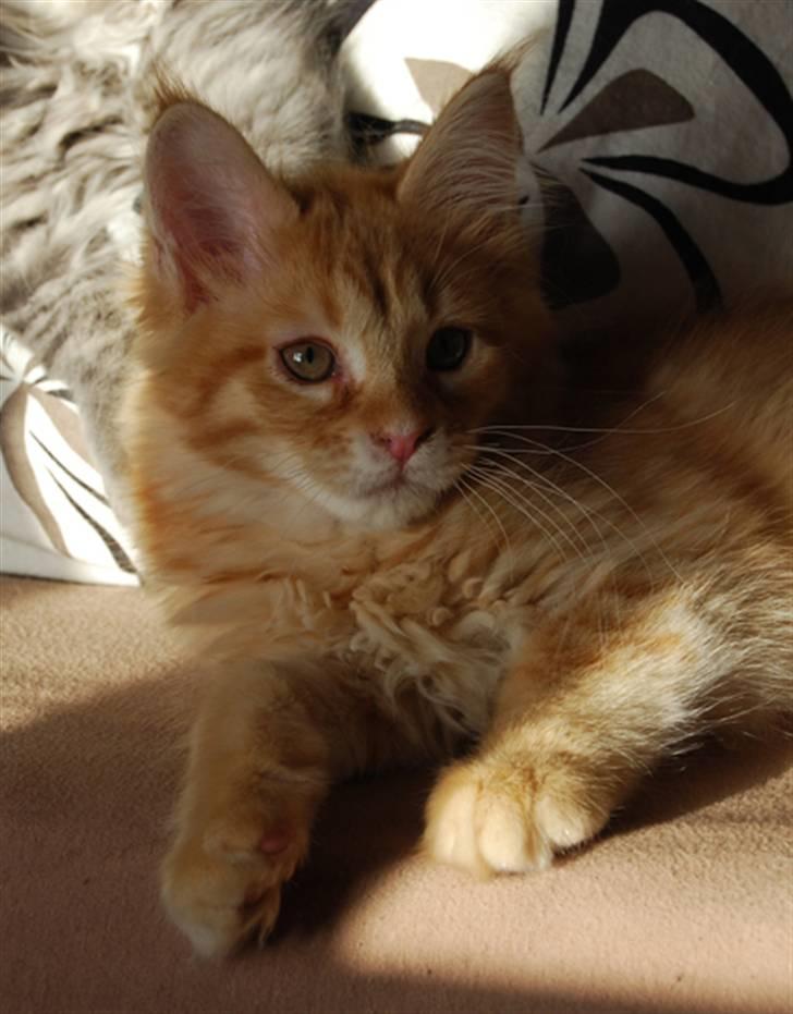 Maine Coon Vingsted´s Cassanova billede 3