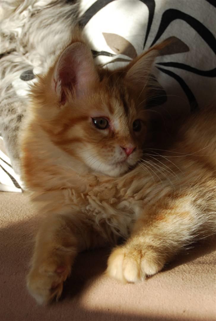 Maine Coon Vingsted´s Cassanova billede 4