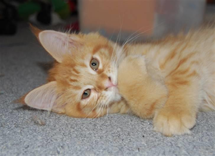 Maine Coon Vingsted´s Cassanova billede 5