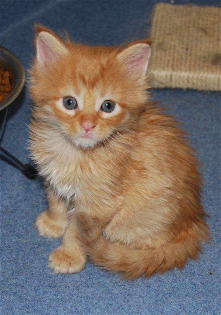 Maine Coon Vingsted´s Cassanova billede 6