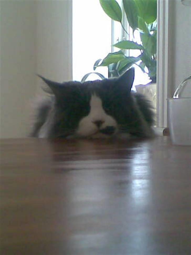 Maine Coon Xaver von Corwell - Elsker at sidde på en barstol og følge med i hvad der sker på køkkenbordet :o) billede 3
