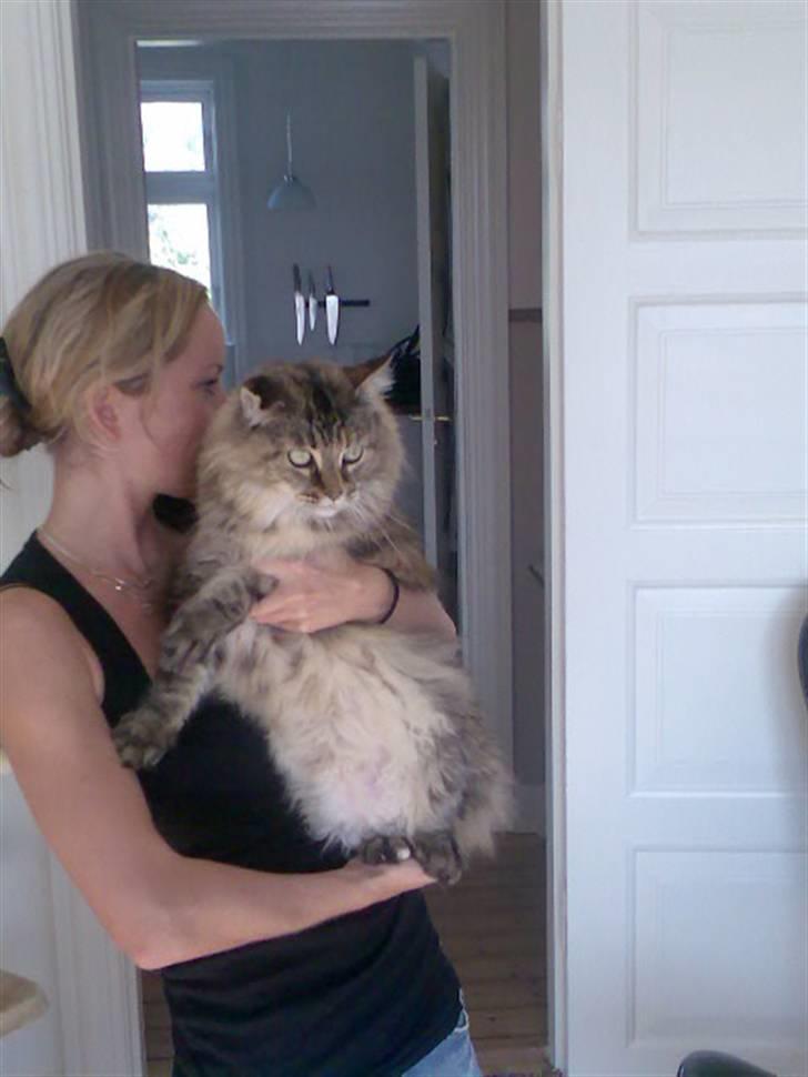 Maine Coon Udklittens Hermione billede 1