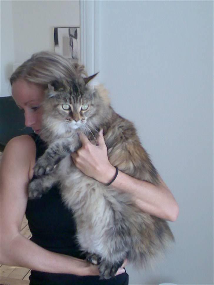 Maine Coon Udklittens Hermione - Kan godt lide at sidde ved min mor.. billede 2