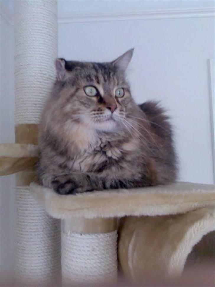 Maine Coon Udklittens Hermione - Store øjne?! Niks, hvad snakker i om.. billede 3