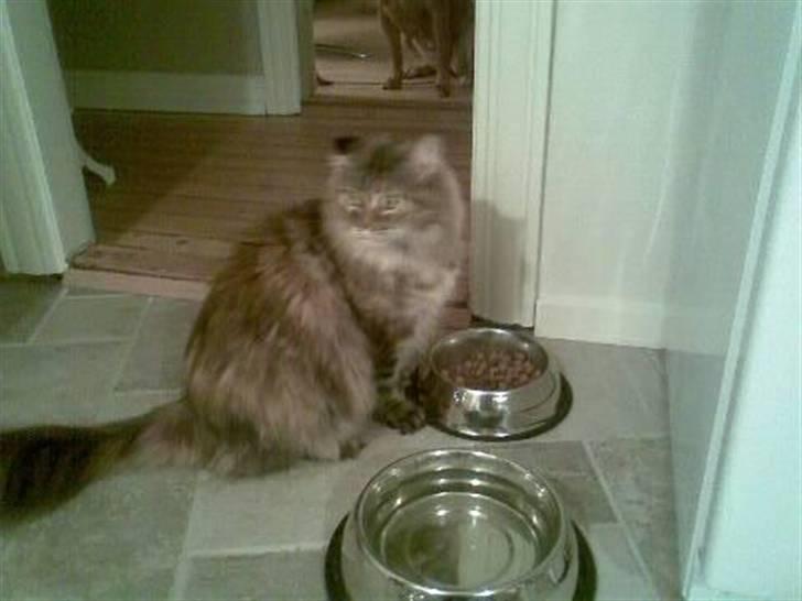 Maine Coon Udklittens Hermione - Heavy D ved madskålen.. igen igen.. billede 4
