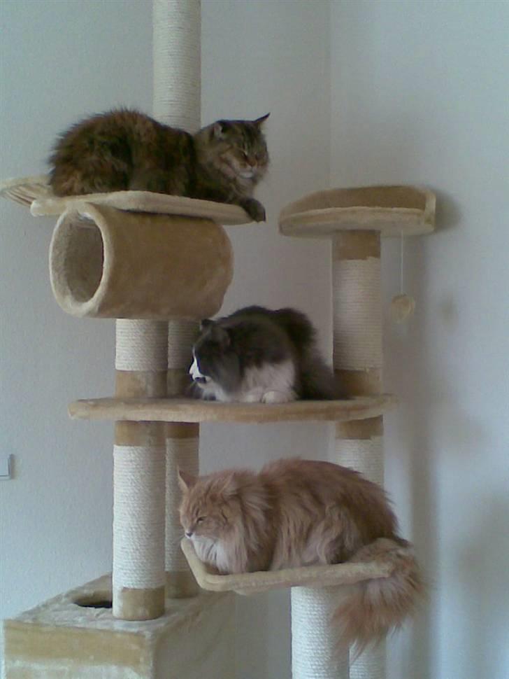 Maine Coon Udklittens Hermione billede 5