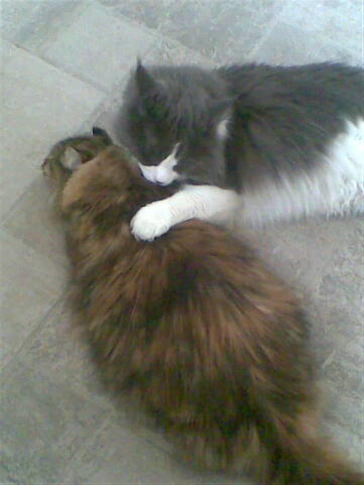 Maine Coon Udklittens Hermione - Bliver lige kysset i nakken af Xaver.. billede 6