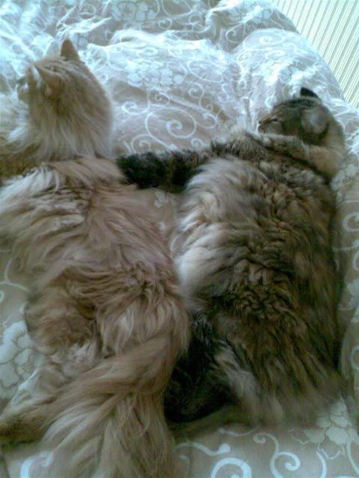 Maine Coon Udklittens Hermione - Hmm.. Hvem er ikke lidt rodet i håret efter en nat i sengen :o) billede 7