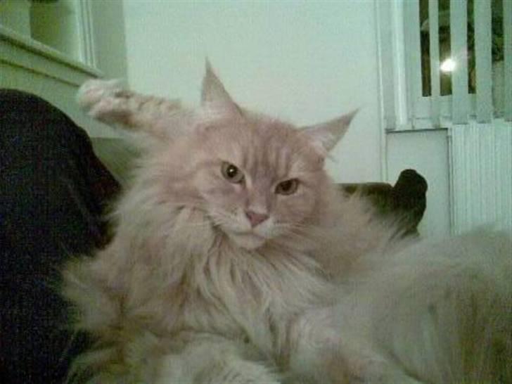 Maine Coon Soldalens Sille billede 3