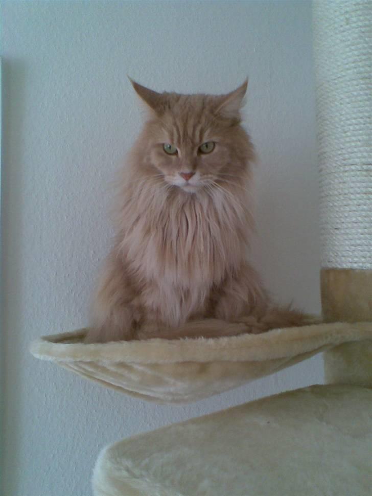 Maine Coon Soldalens Sille billede 4