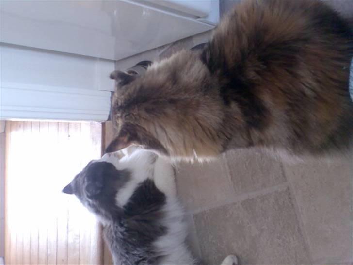 Maine Coon Udklittens Hermione billede 8