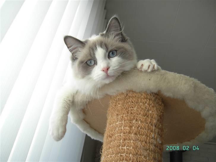 Ragdoll  Bertram (Niro)      billede 13