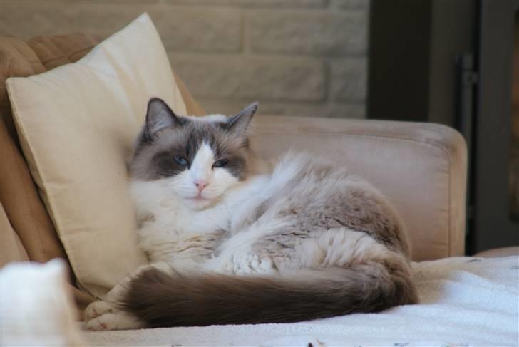 Ragdoll  Bertram (Niro)      billede 14