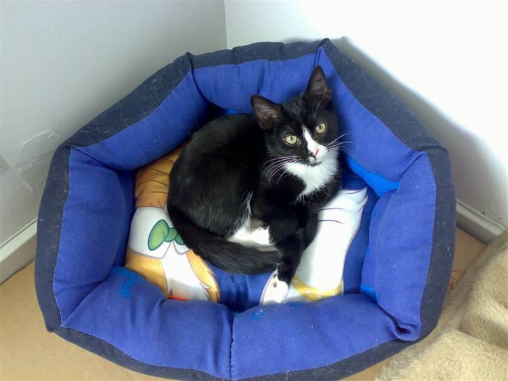 Huskat Dipsy & Barnonen *Savnet* - Baronen som lige er vågnet efter en eftermiddags lur billede 13