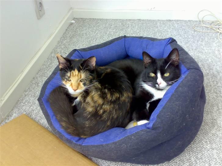 Huskat Dipsy & Barnonen *Savnet* - Her ligger de lige og putter sammen billede 14