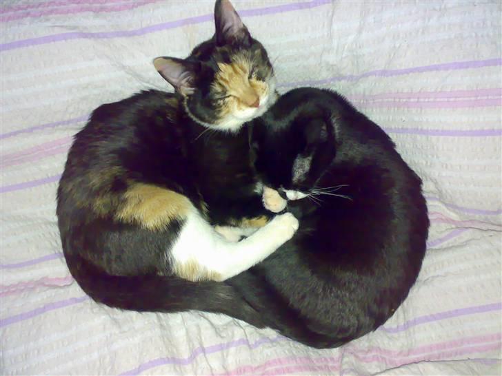 Huskat Dipsy & Barnonen *Savnet* - Åhh det er så hygge at putte tæt billede 15