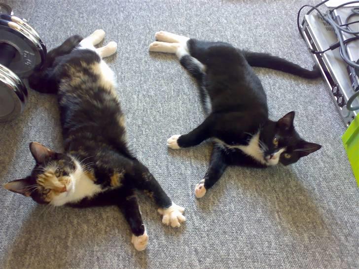 Huskat Dipsy & Barnonen *Savnet* - Her er de sammen :) billede 16