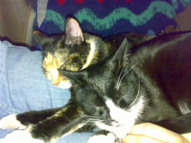 Huskat Dipsy & Barnonen *Savnet* - Her er de igen sammen... :) billede 17