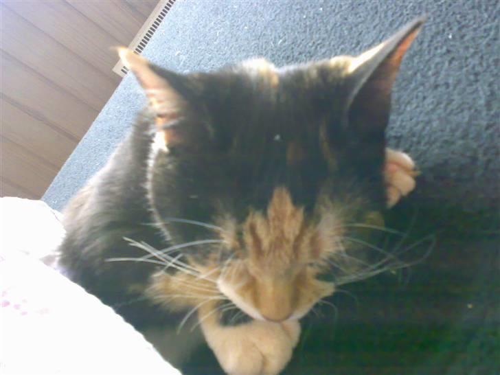 Huskat Dipsy & Barnonen *Savnet* - Dipsy der lige putter under dynen, det er bare ren råhygge :) billede 18