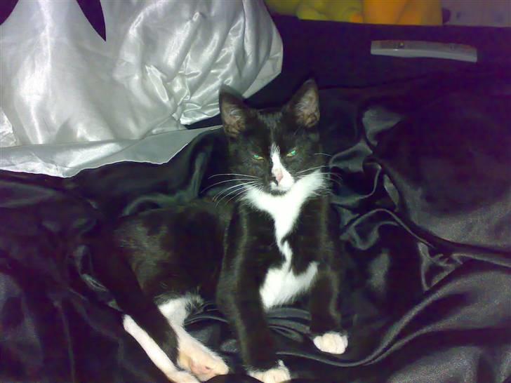 Huskat Dipsy & Barnonen *Savnet* - Baronen som lige er ved at vågne... billede 19