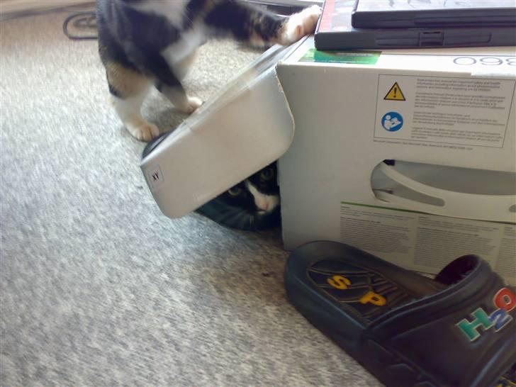 Huskat Dipsy & Barnonen *Savnet* - Hehe Dipsy kan ikke finde mig :P billede 20