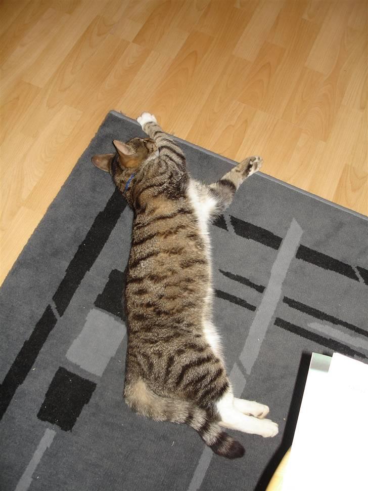 Blanding af racer Junior billede 8