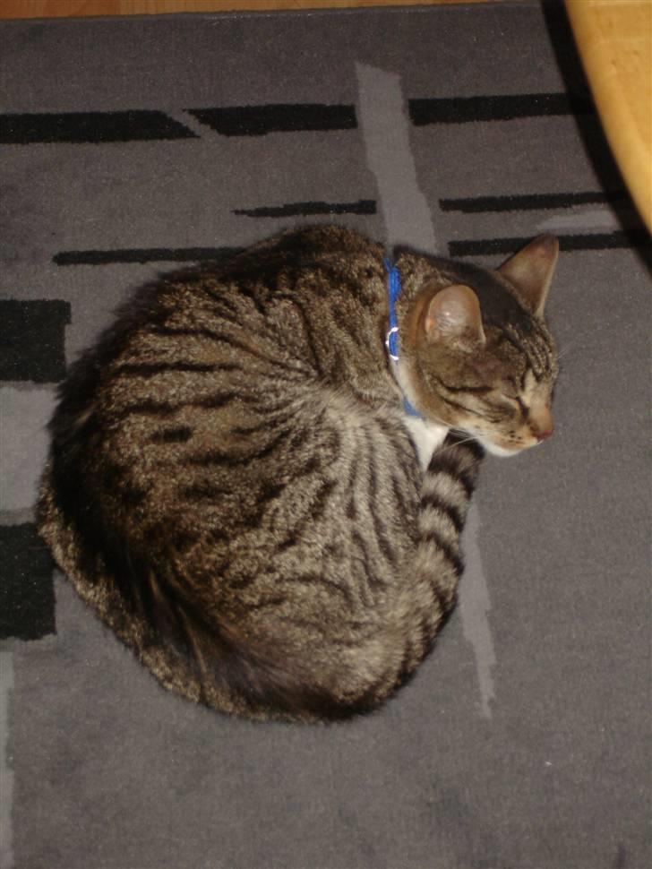 Blanding af racer Junior billede 9