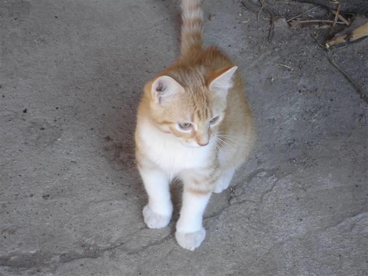 Blanding af racer Stitch billede 14