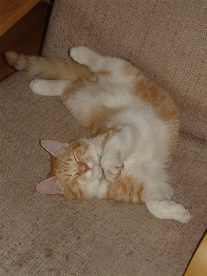 Blanding af racer Stitch billede 15