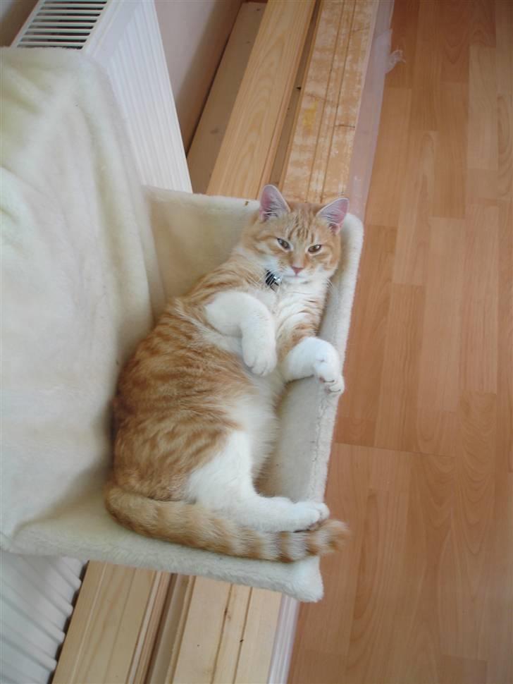 Blanding af racer Stitch billede 16