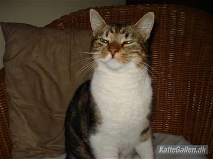 Huskat V I C T O R <3 billede 1