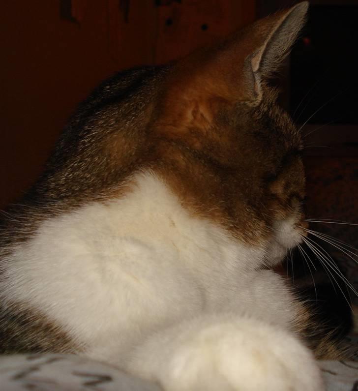 Huskat V I C T O R <3 billede 2