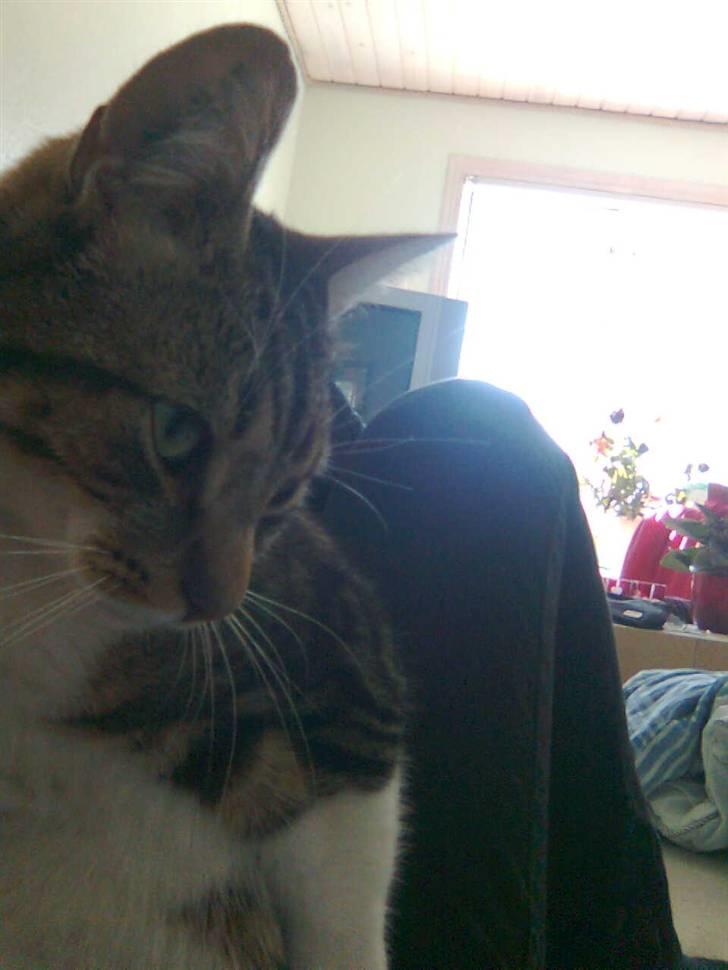 Huskat V I C T O R <3 billede 3