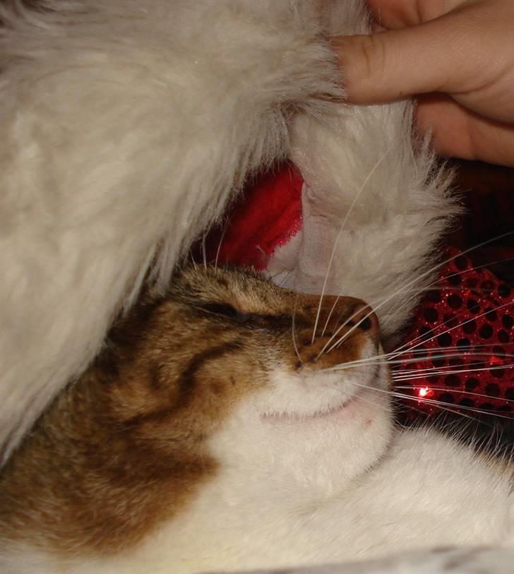 Huskat V I C T O R <3 billede 4