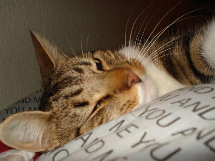 Huskat V I C T O R <3 billede 6