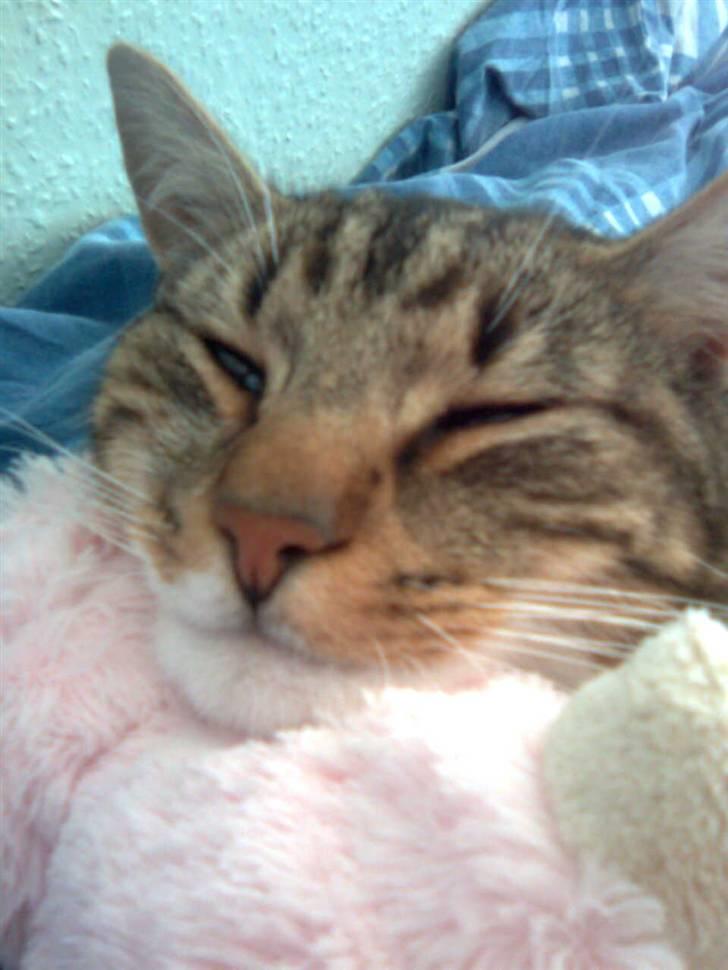 Huskat V I C T O R <3 billede 7