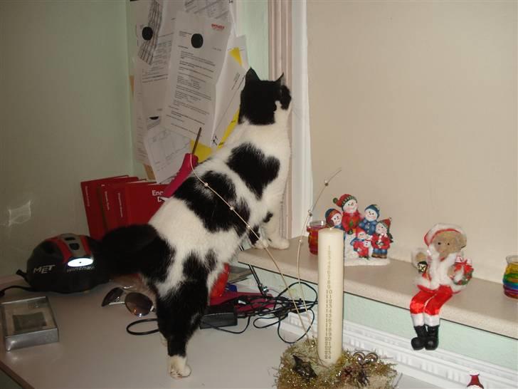 Huskat M I M I :D  - jeg elsker dig så meget jeg har haft dig i mega lang tid siden jeg var 5-6 år billede 3