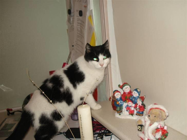 Huskat M I M I :D  billede 5