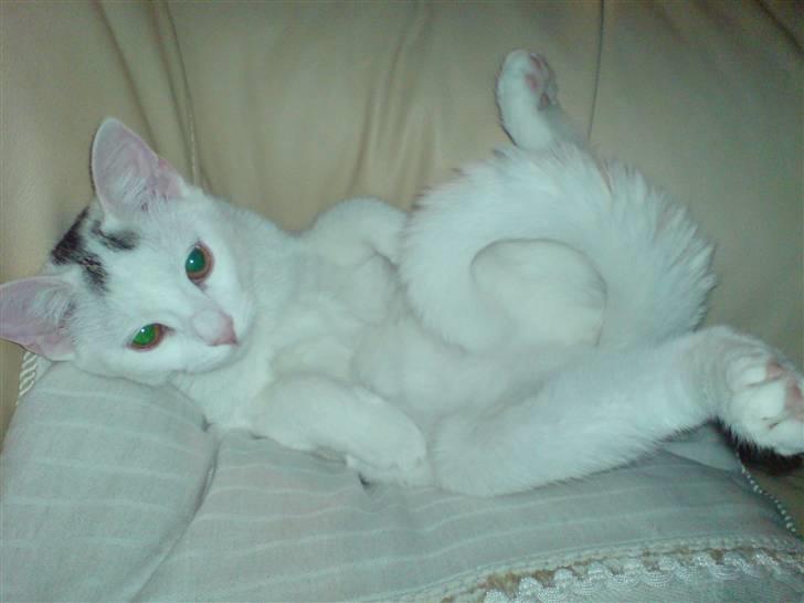 Blanding af racer Minnie - Flader lige ud.  billede 12